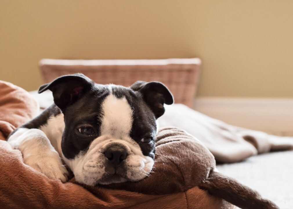 #5. Boston terriers